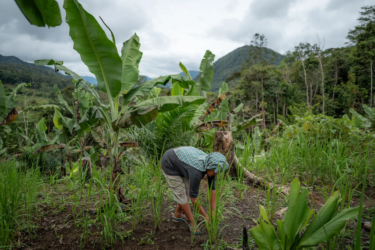 Woman tending to crops