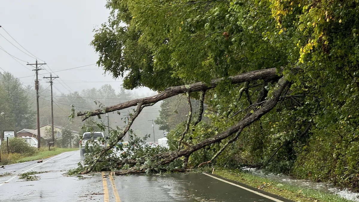 A tree down in the road