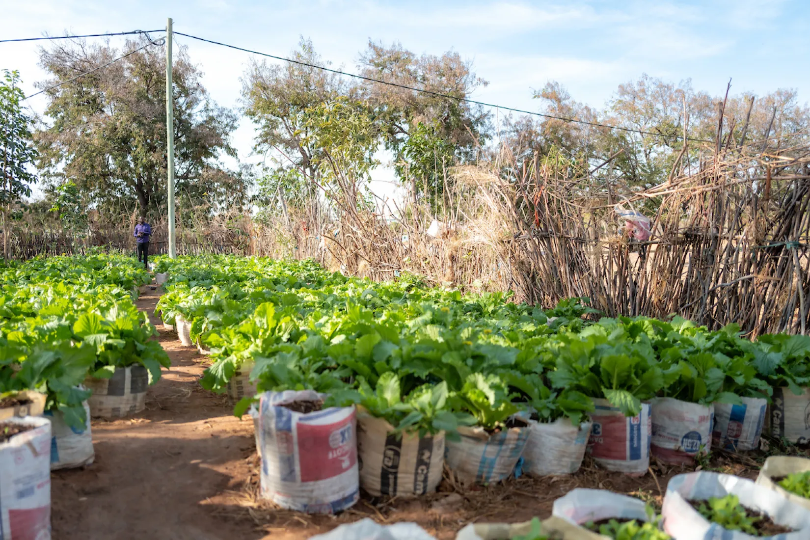 Mzogole Primary School's garden