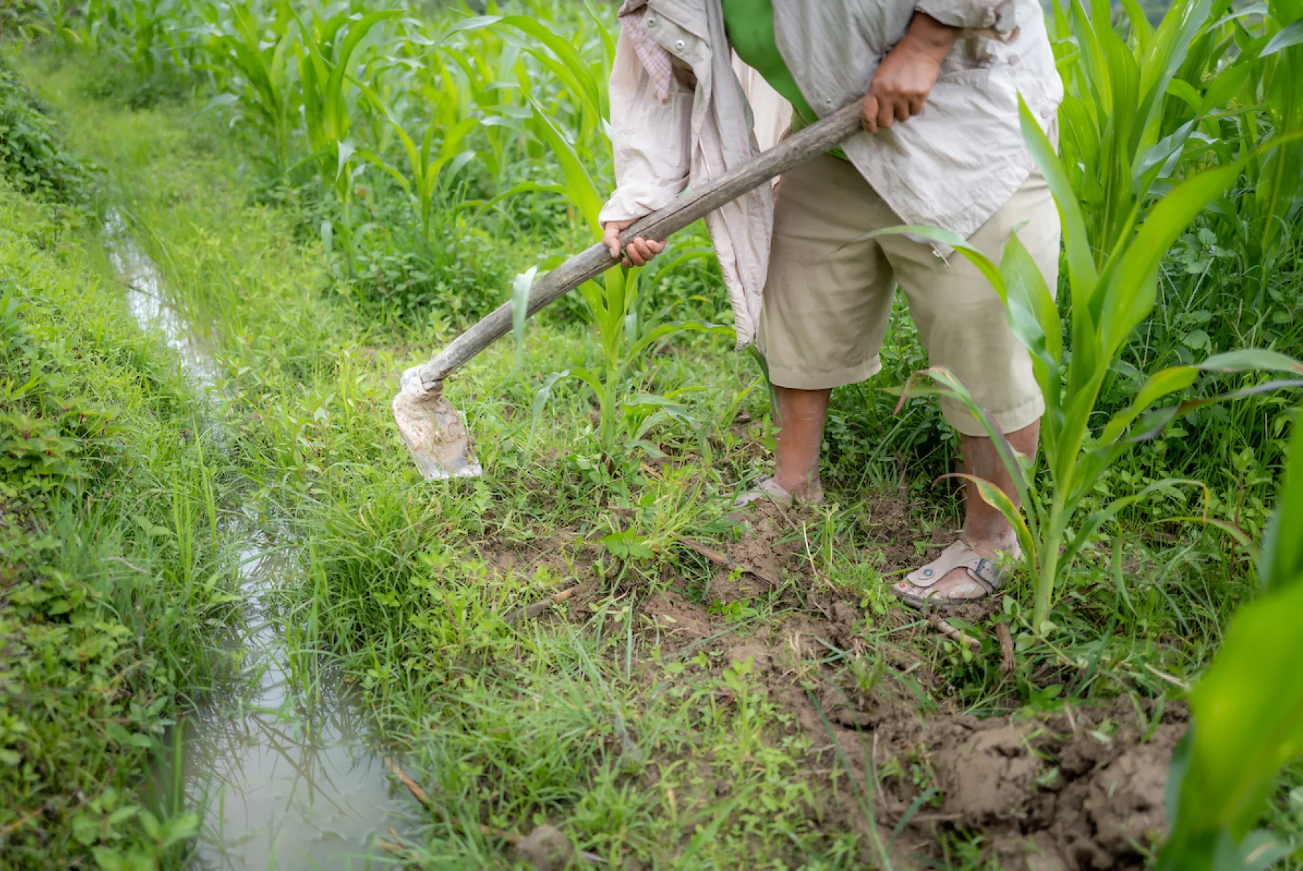 Wantri in her garden