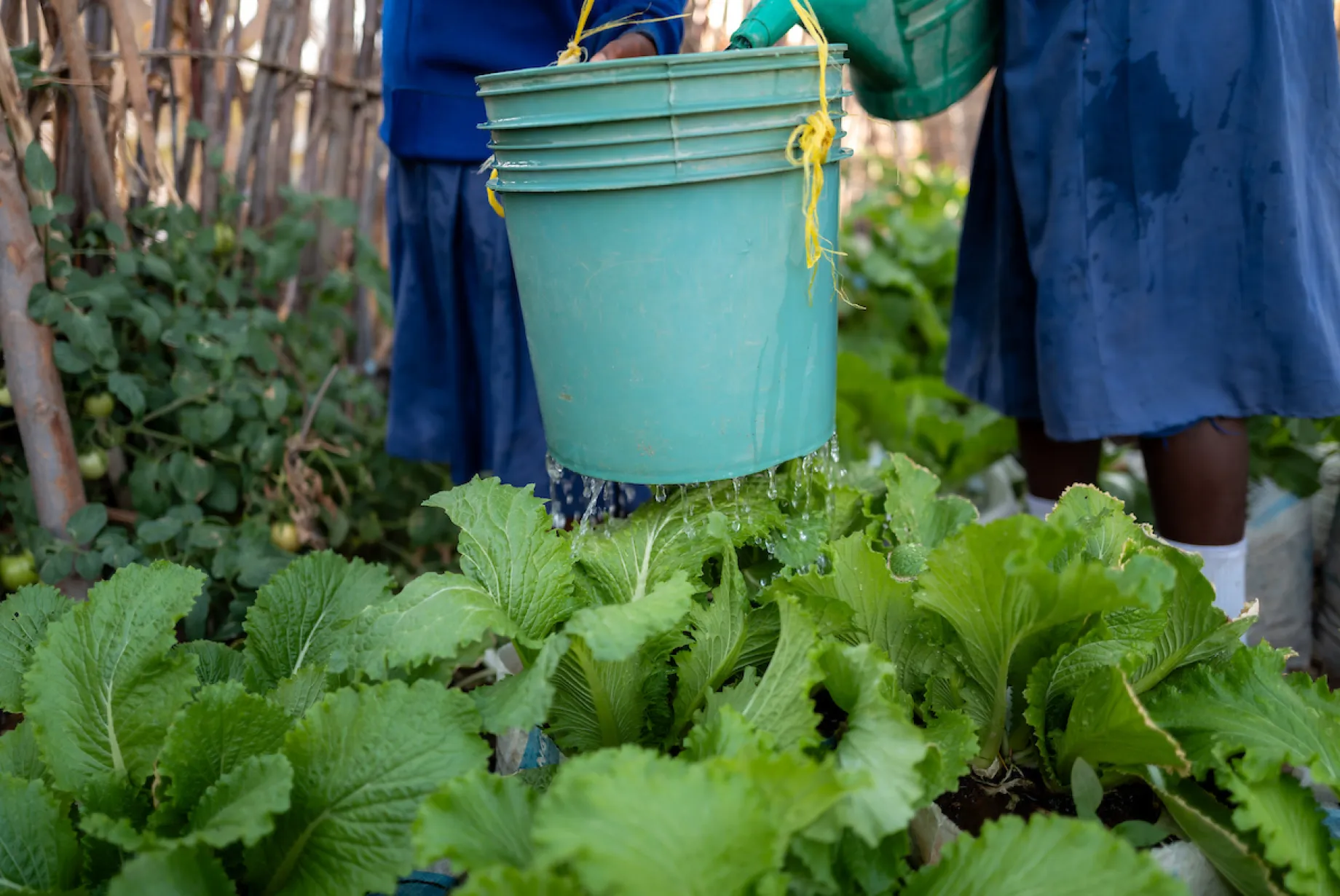 Girls from Mzogole Primary School tend to their school's garden