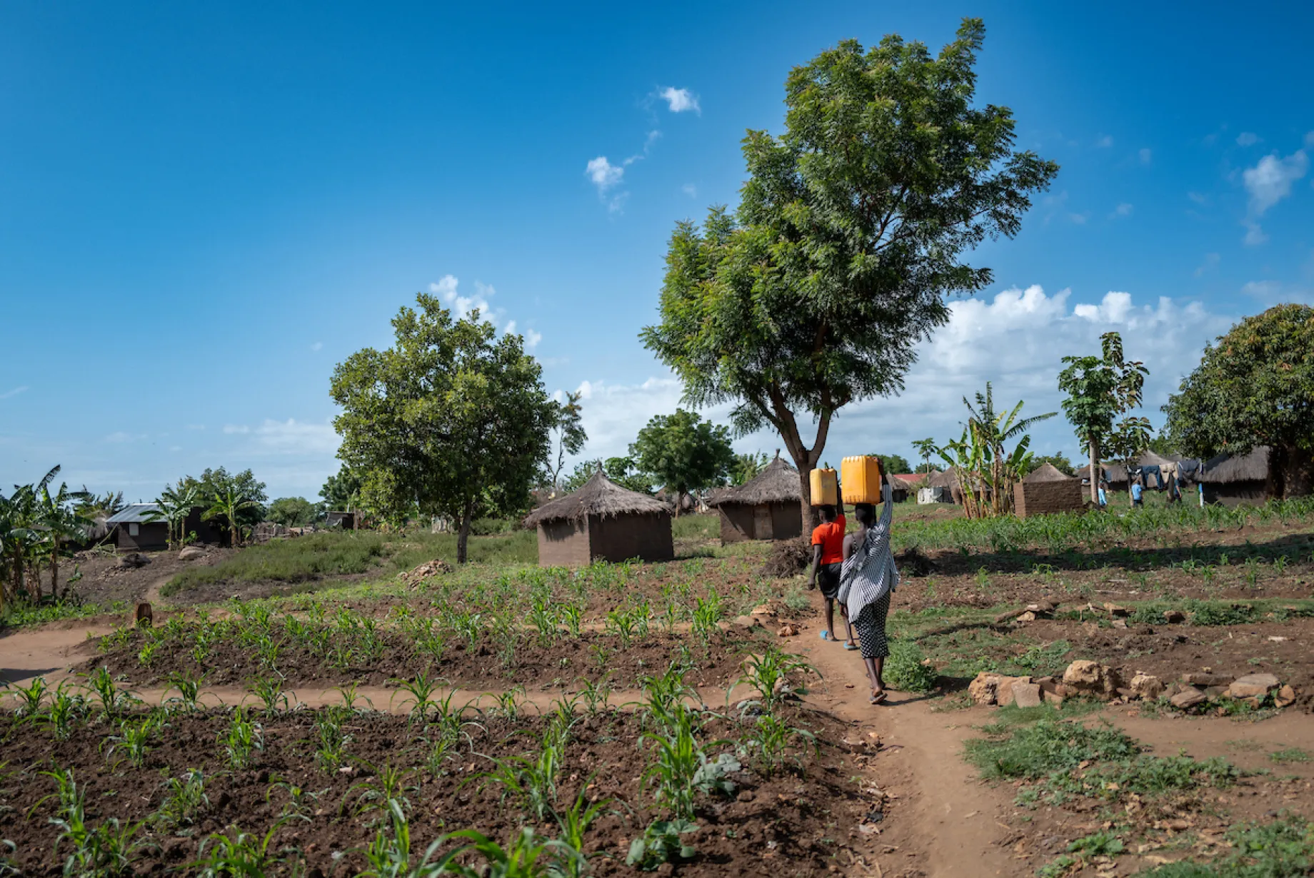 Women walk for water in Uganda, Africa