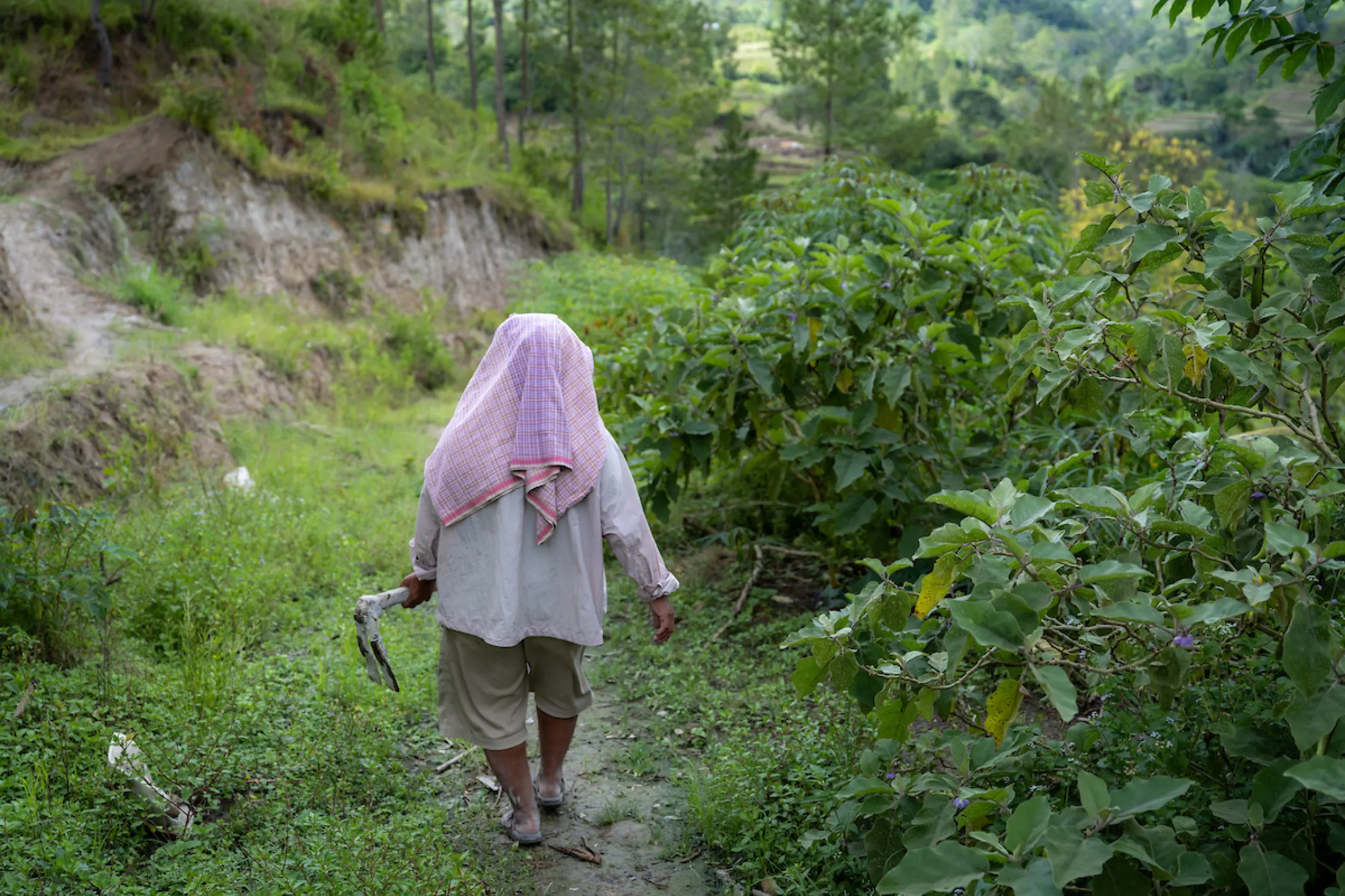Wantri walks through her crops