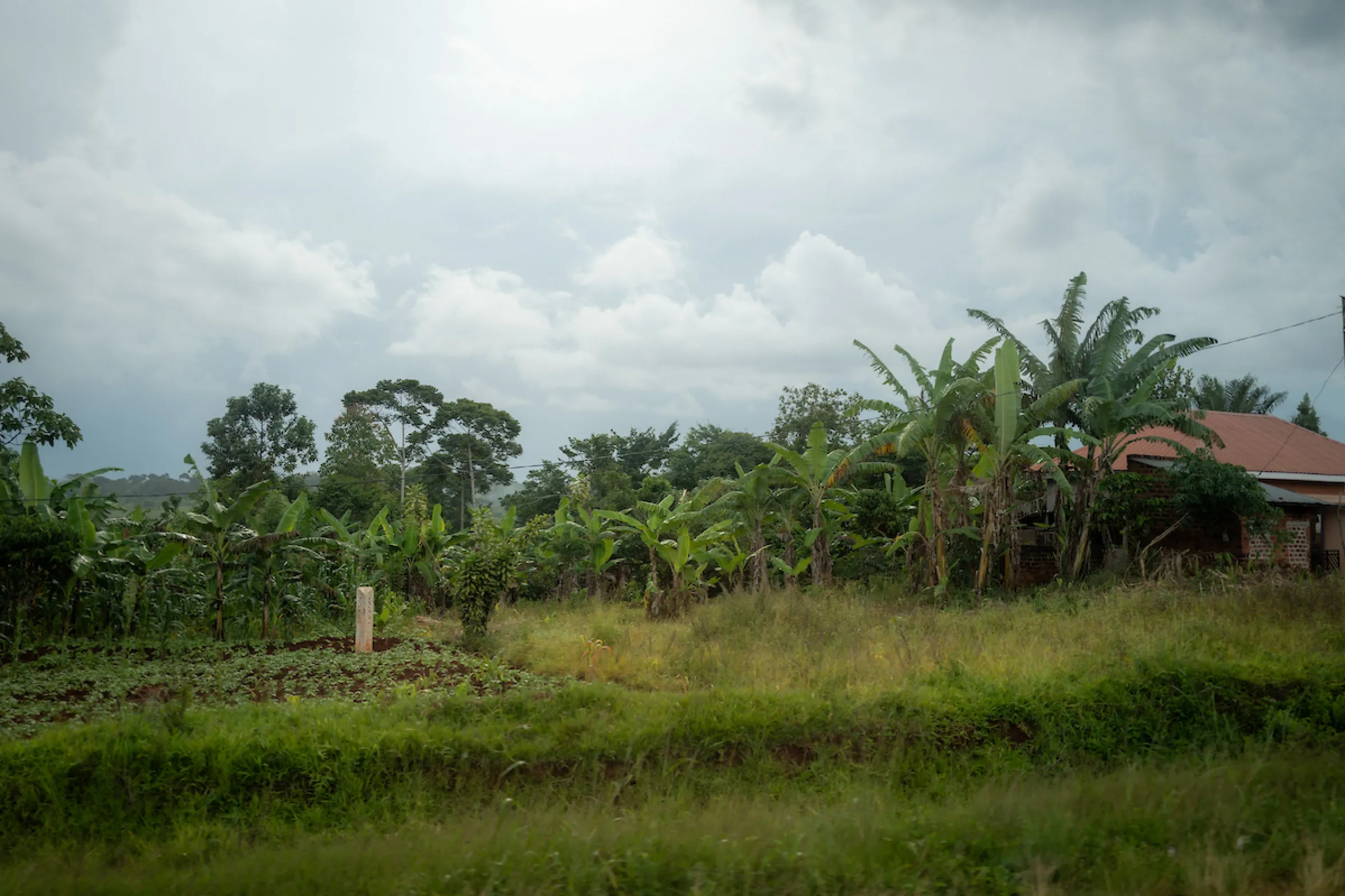 A landscape in Uganda