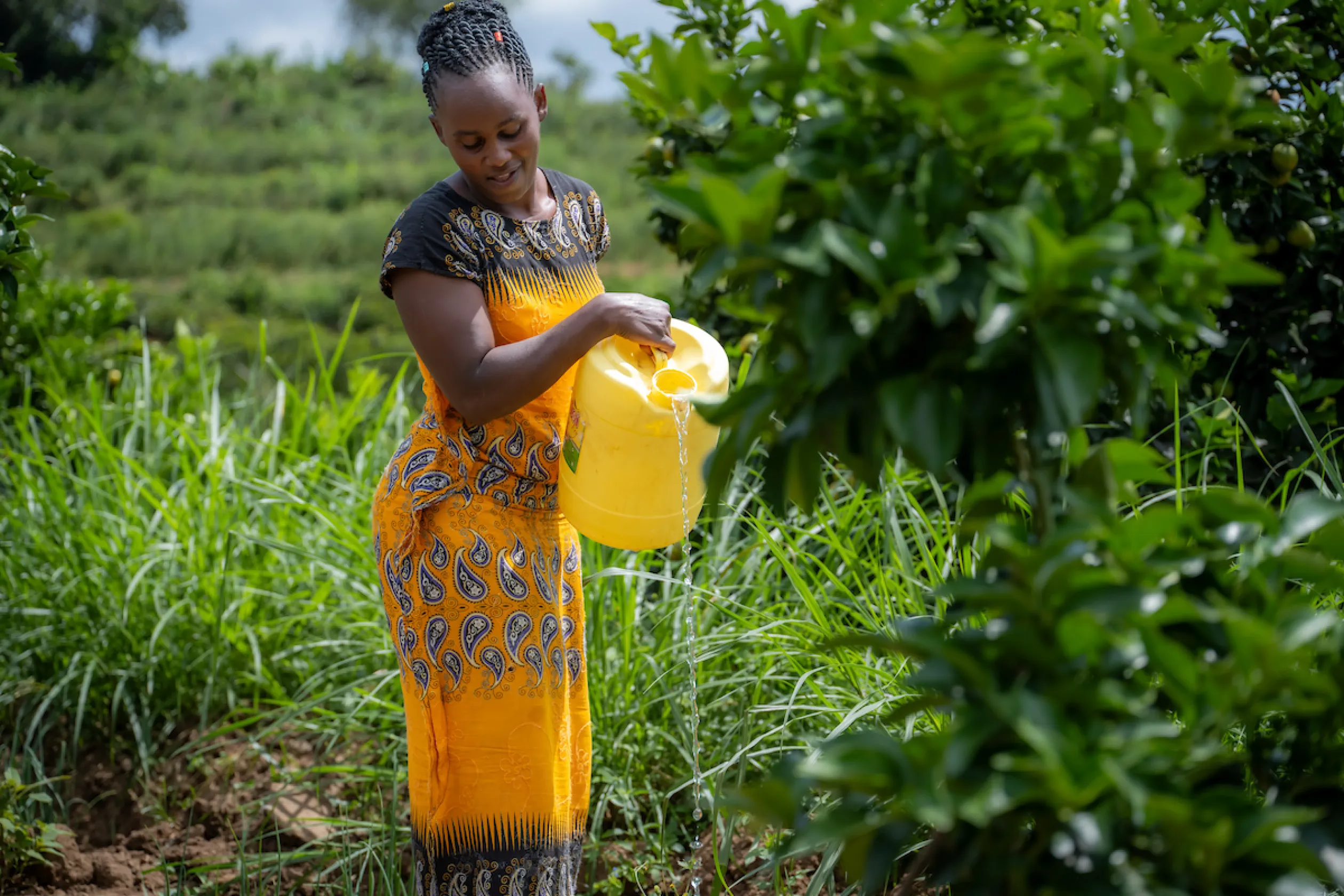 Elizabeth waters plants