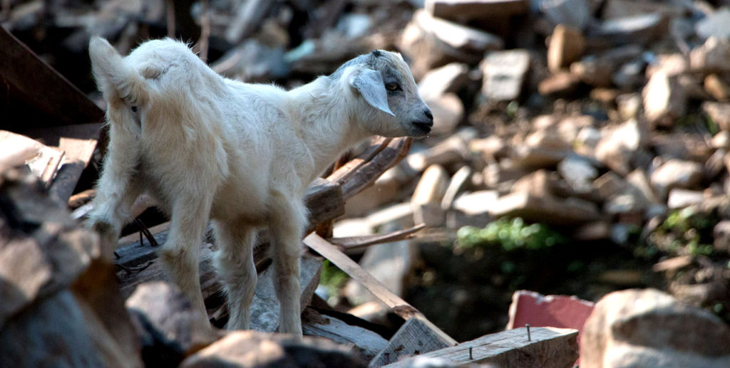 Lamb in Keura | Nepal Earthquake