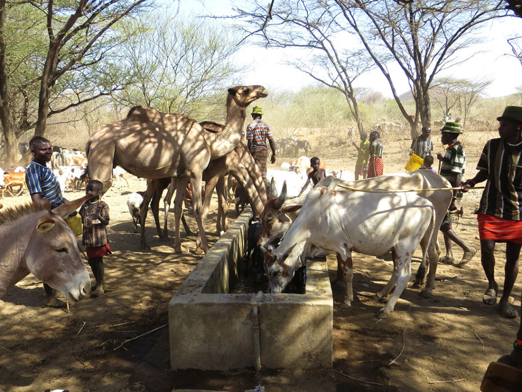 Sharing the Water | Camels and Livestock drink water in Mt. Paka, Africa