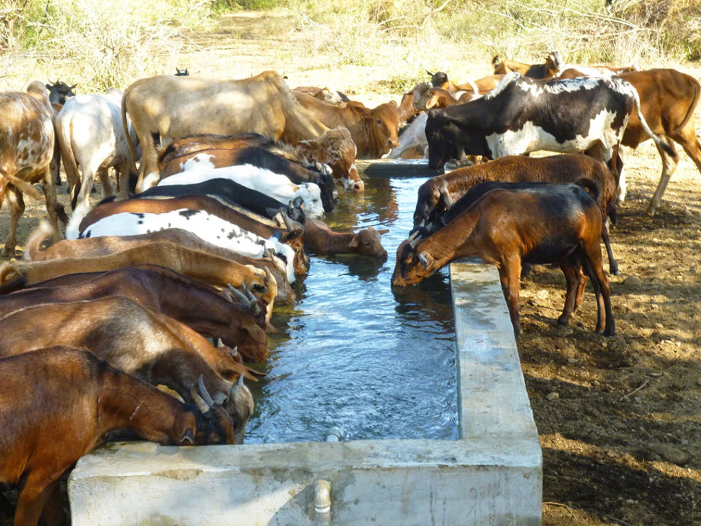 Livestock drink water in Mt. Paka, Kenya