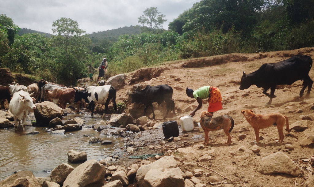Woman collects dirty water by a herd of cows in Enariboo, Kenya.