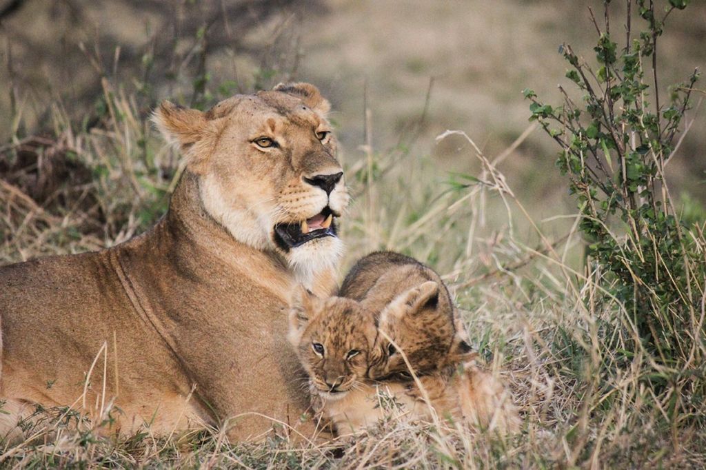 Lions in Kenya