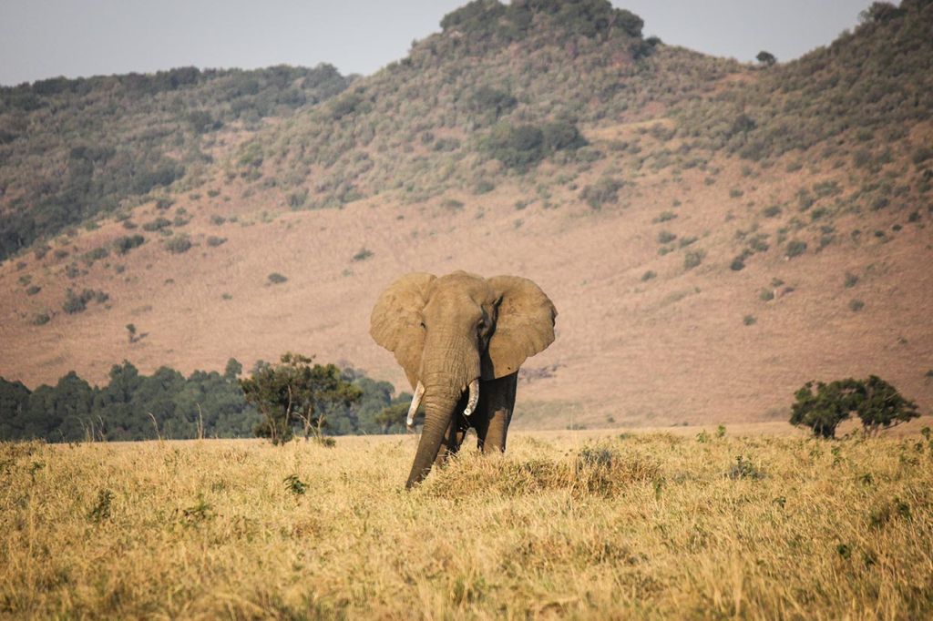 Hanlon Trip to Kenya