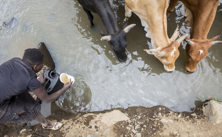 Young girl collect dirty water next to animals in Enariboo, Kenya.